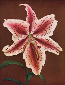 Lirios: Lilium Auratum, Crimson Queen (foto en color) de American Photographer