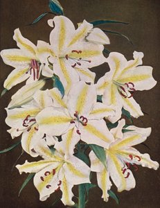 Lirios: Lilium Auratum Platyphyllum (foto en color) de American Photographer