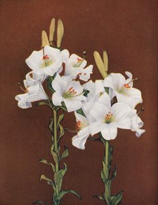 Lirios: Lilium Candidum (foto en color) de American Photographer