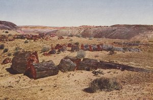 Bosque Petrificado, Arizona (foto coloreada) de American Photographer