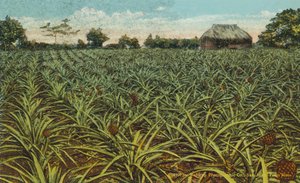 Porto Rico / Puerto Rico: Un campo de piñas en Porto Rico (foto en color) de American Photographer