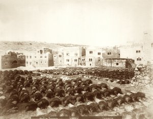 Curtiduría en Hebrón con pieles extendidas en primer plano, 1898-1911 de American Photographer