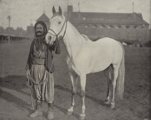 El caballo premiado de los beduinos de American Photographer