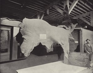 La piel de elefante
