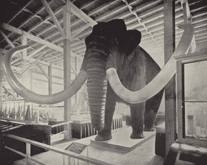 El gran mamut siberiano de American Photographer