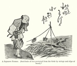 Un agricultor japonés, semilleros de arroz protegidos de los pájaros por cuerdas y tiras de madera de American School