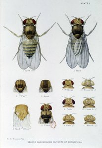 Abejas - en “Contribuciones a la genética de Drosophila melanogaster”, Thomas H. Morgan