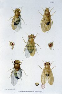 Abejas - en “Contribuciones a la genética de Drosophila melanogaster”, Thomas H. Morgan