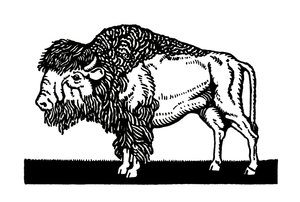 Bisonte americano del Viejo Oeste de American School
