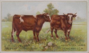 Tarjeta comercial americana que anuncia las pieles de animales de Swift and Company, Union Stock Yards, Chicago, Illinois (litografía en color) de American School