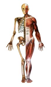 Impresión anatómica del esqueleto humano y los músculos