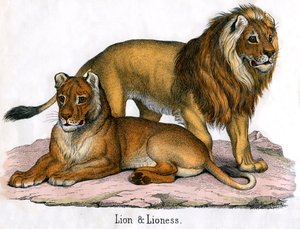 Grabado antiguo de un león y una leona