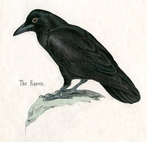 Grabado antiguo de un cuervo de American School