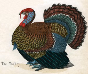 Impresión Antigua de un Pavo de American School