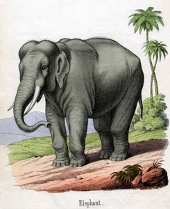 Impresión antigua de un elefante