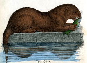 Impresión antigua de una nutria de American School