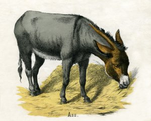 Asno, de La historia natural de los animales de American School