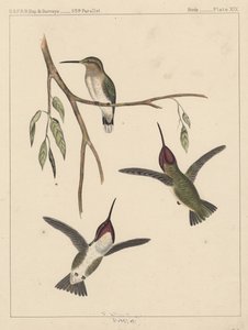 Aves, Placa XIX, 1855 de American School
