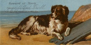 Perro Border Collie en la playa