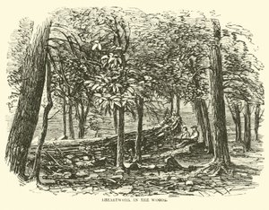 Parapeto en el bosque, julio 1863 de American School