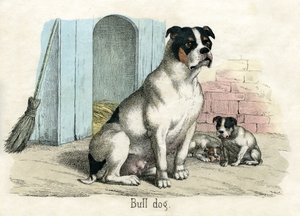 Bulldog, de La Historia Natural de los Animales de American School