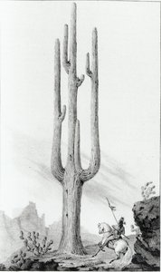 Cereus Giganteus de American School