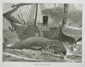 Descuartizando la ballena, de The American Whale Fishery, c.1850 (grabado) de American School