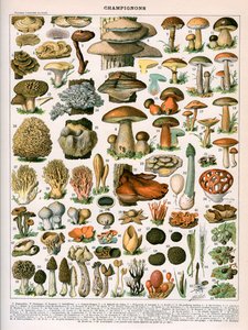 Estampa decorativa "Champignons" de Demoulin