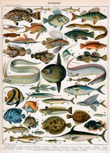 Estampa decorativa "Poissons" de Demoulin de American School