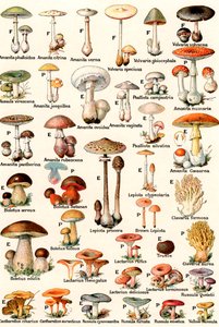 Hongos comestibles y venenosos de American School