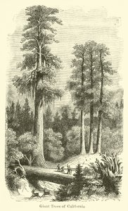Árboles gigantes de California de American School