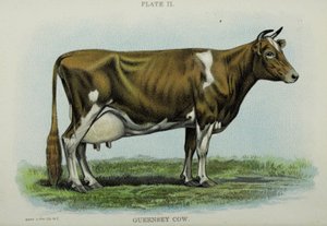 Vaca de Guernsey, del 