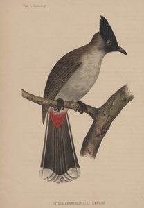 Ixos Haemorrhous (Gmelin) de American School