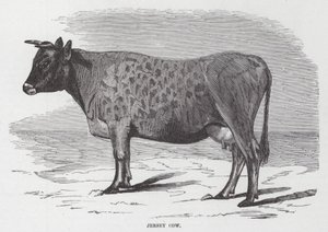 Vaca Jersey (grabado)
