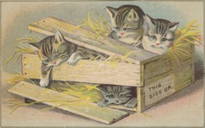 Gatitos en una caja rota de American School