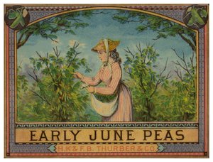 Dama recogiendo guisantes de junio temprano de American School