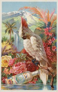Guacamayo posado con botella