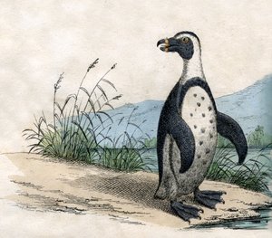 Pingüino Magallánico, de La Historia Natural de los Animales de American School