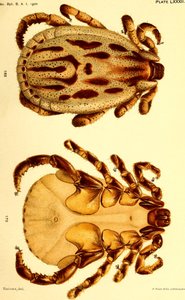 Dermacentor reticulatus macho, ilustración de 