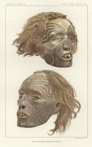 Cabezas tatuadas de Nueva Zelanda de American School