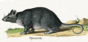 Zarigüeya, de La historia natural de los animales