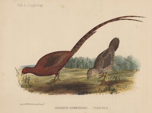 Phasianus Soemmeringh (Temminck) de American School