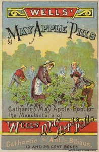 Recogiendo raíces de manzana de mayo de American School