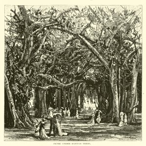 Picnic bajo árboles de banyan de American School