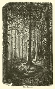 Bosque de pinos de American School