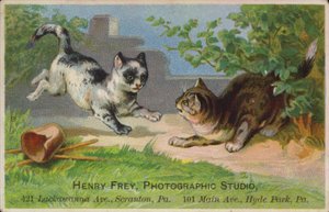 Gatitos juguetones de American School