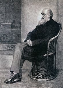 Retrato de Charles Darwin de American School