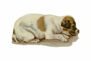 Cachorro acostado de American School