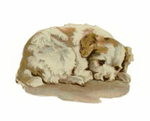Cachorro durmiendo