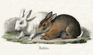 Conejos, de La Historia Natural de los Animales